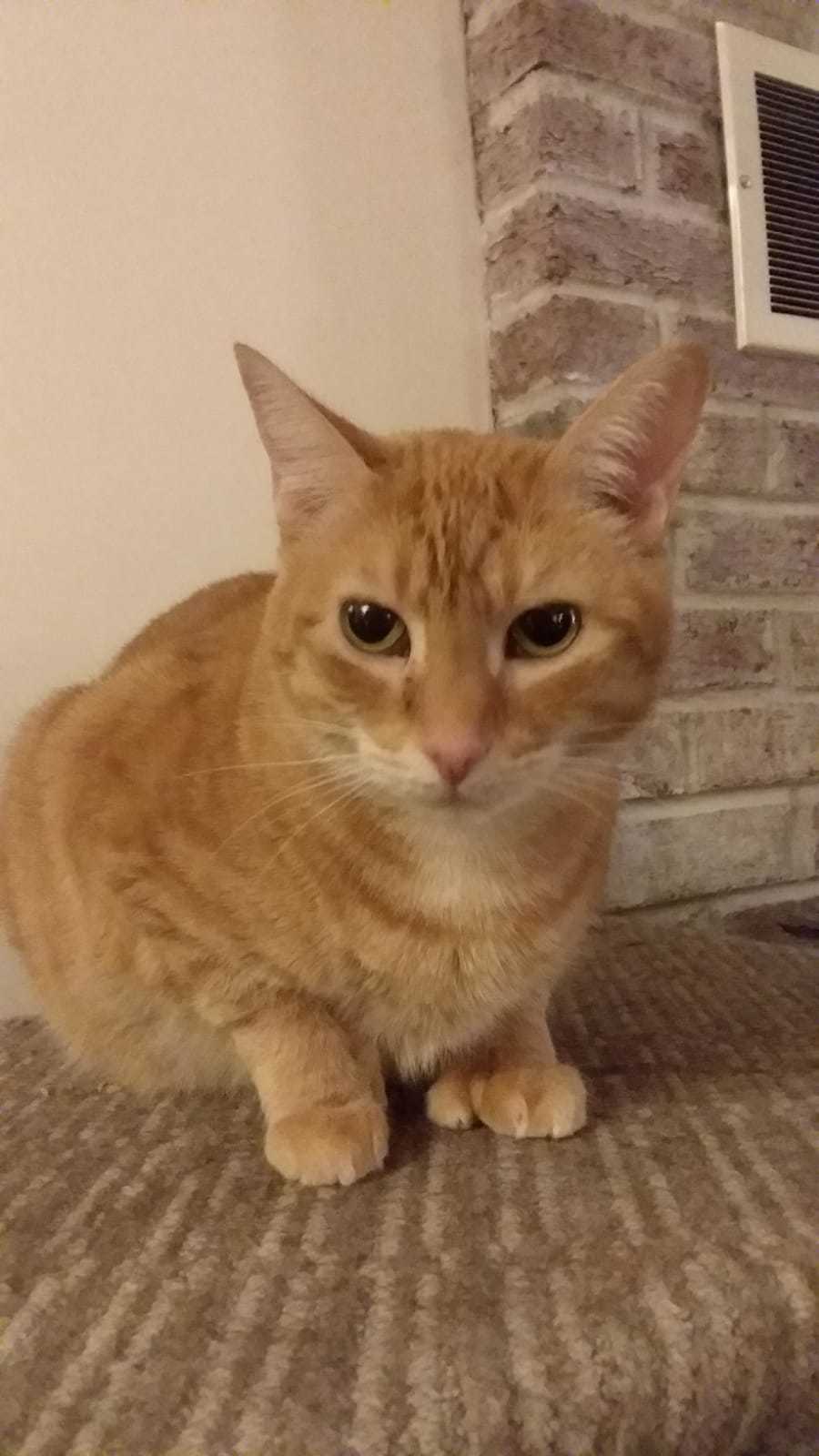 Quella, a Adoptable mixed breed in Westford, MA image 1/4