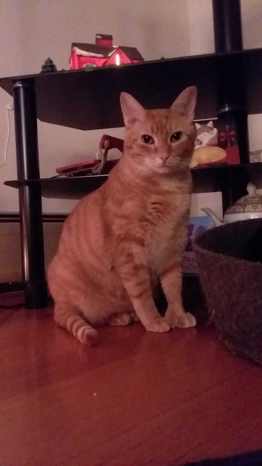 Quella, a Adoptable mixed breed in Westford, MA image 2/4