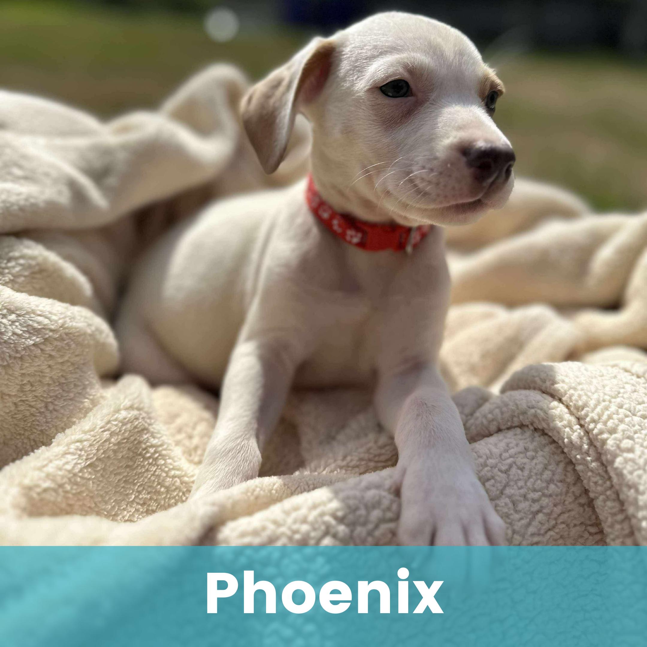 Phoenix