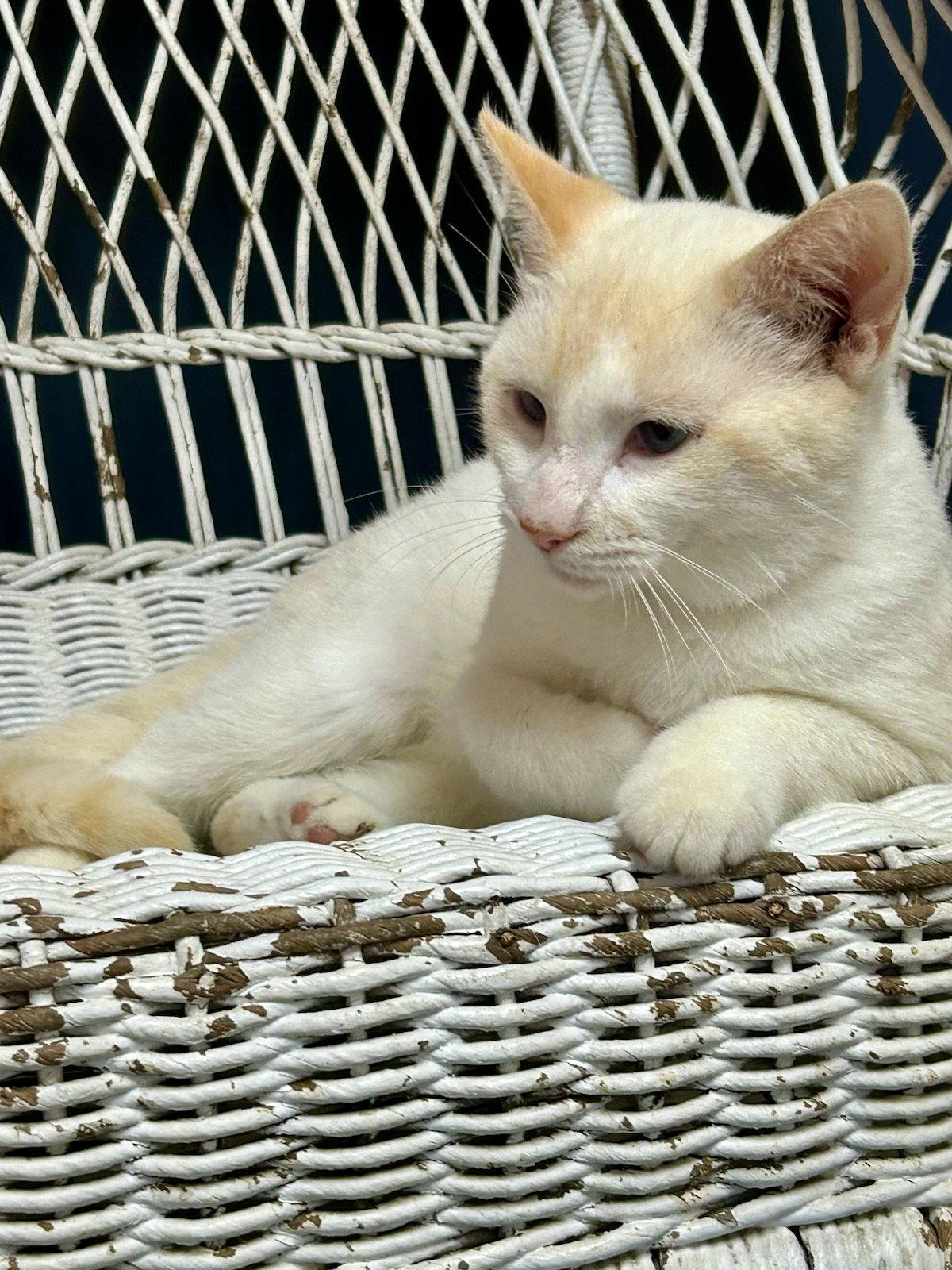 Enlarge Snow, a Adoptable Siamese in Monticello, MS image 1/3