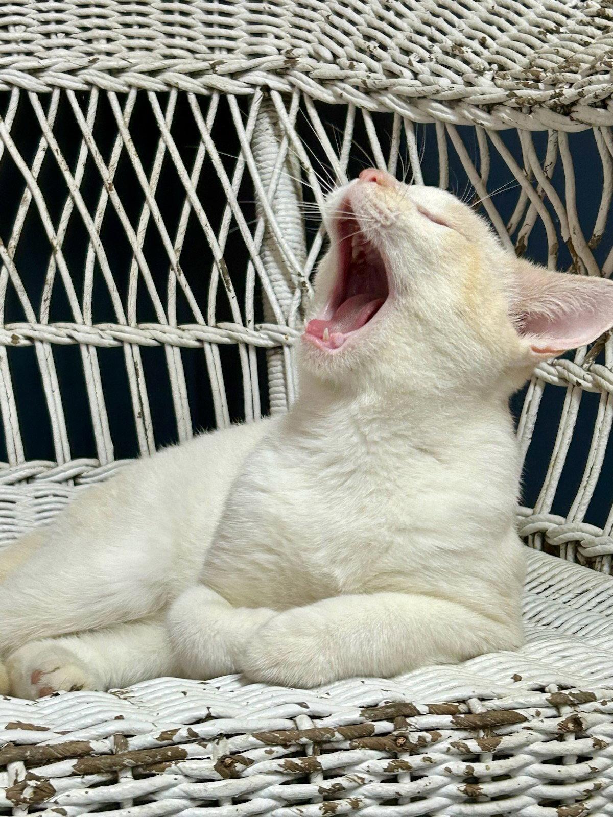 Enlarge Snow, a Adoptable Siamese in Monticello, MS image 2/3