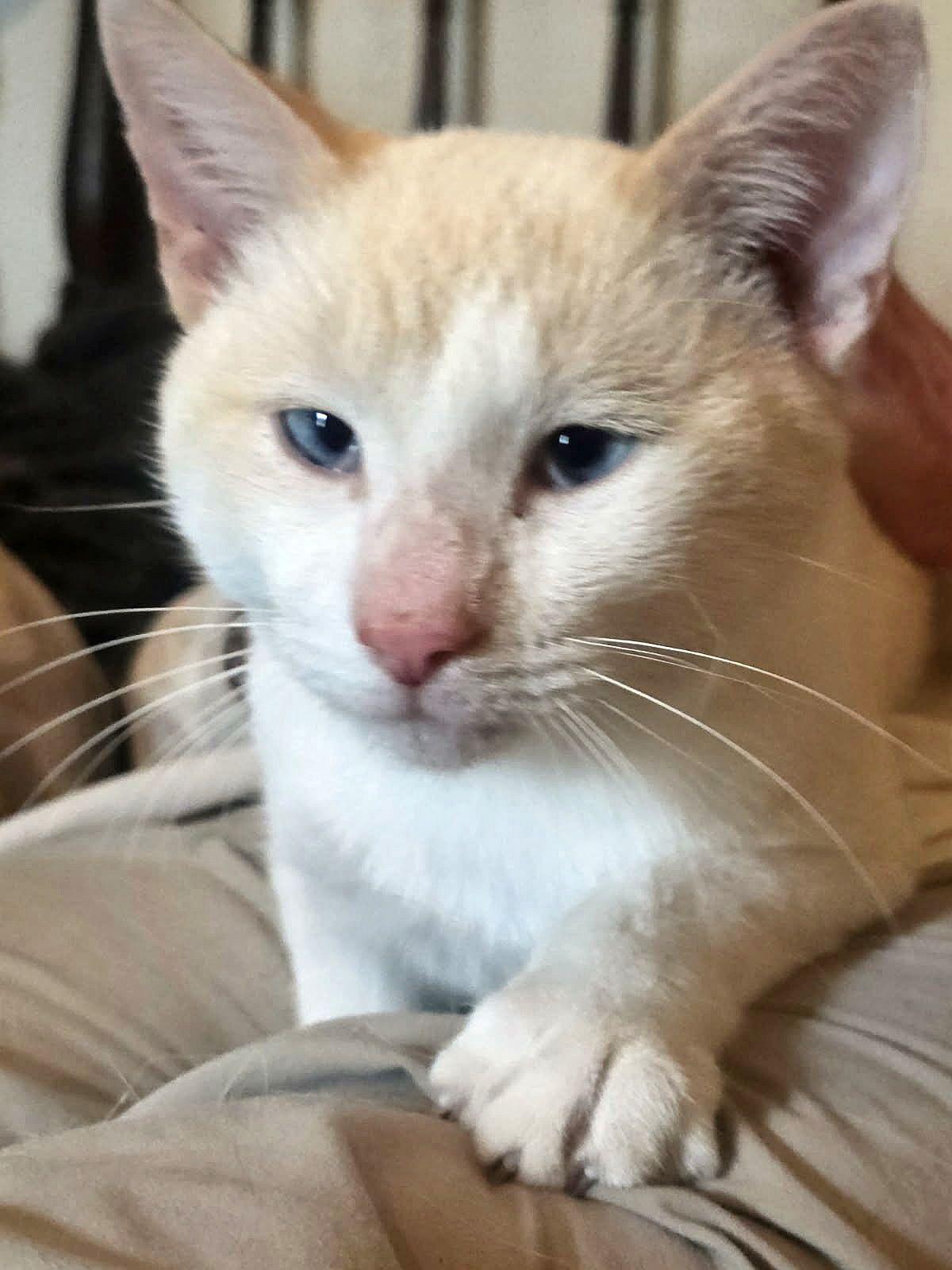 Enlarge Snow, a Adoptable Siamese in Monticello, MS image 3/3