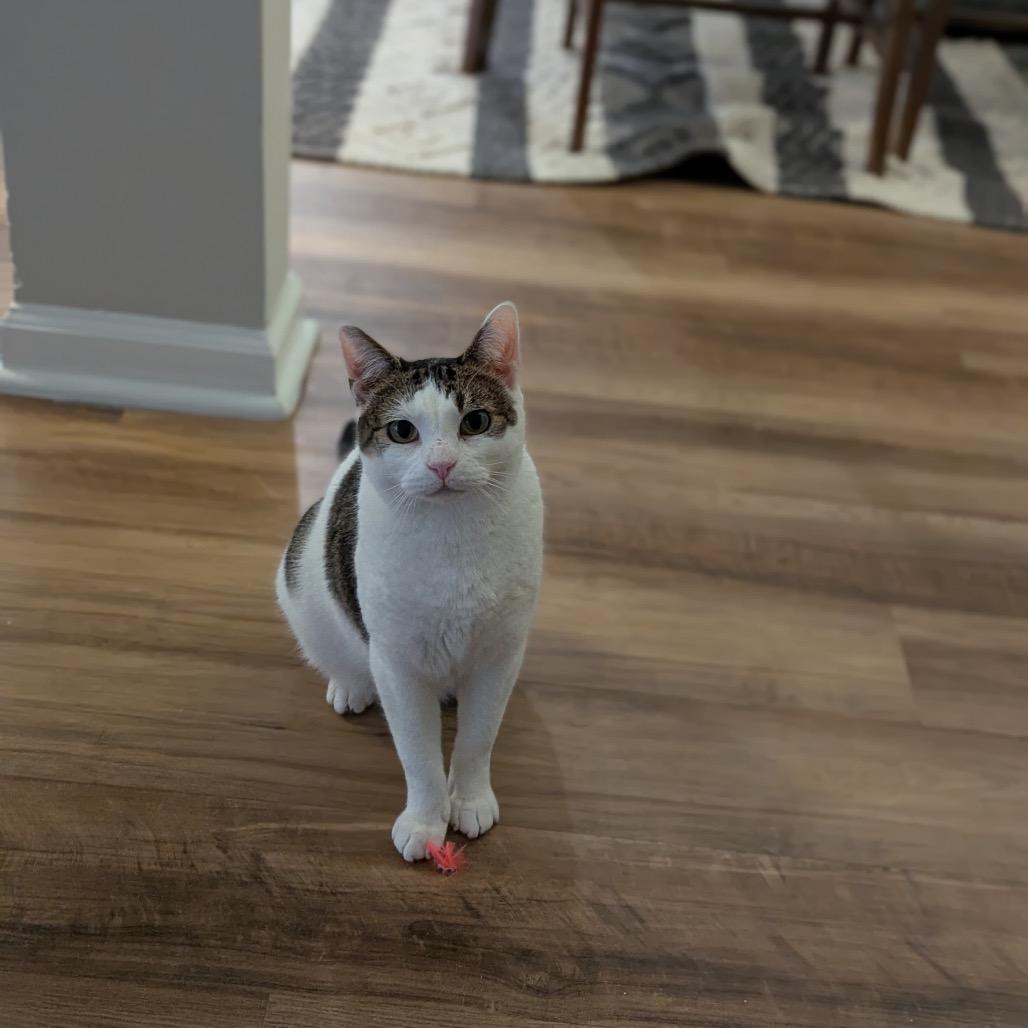 Rosalie — thumbnail 2