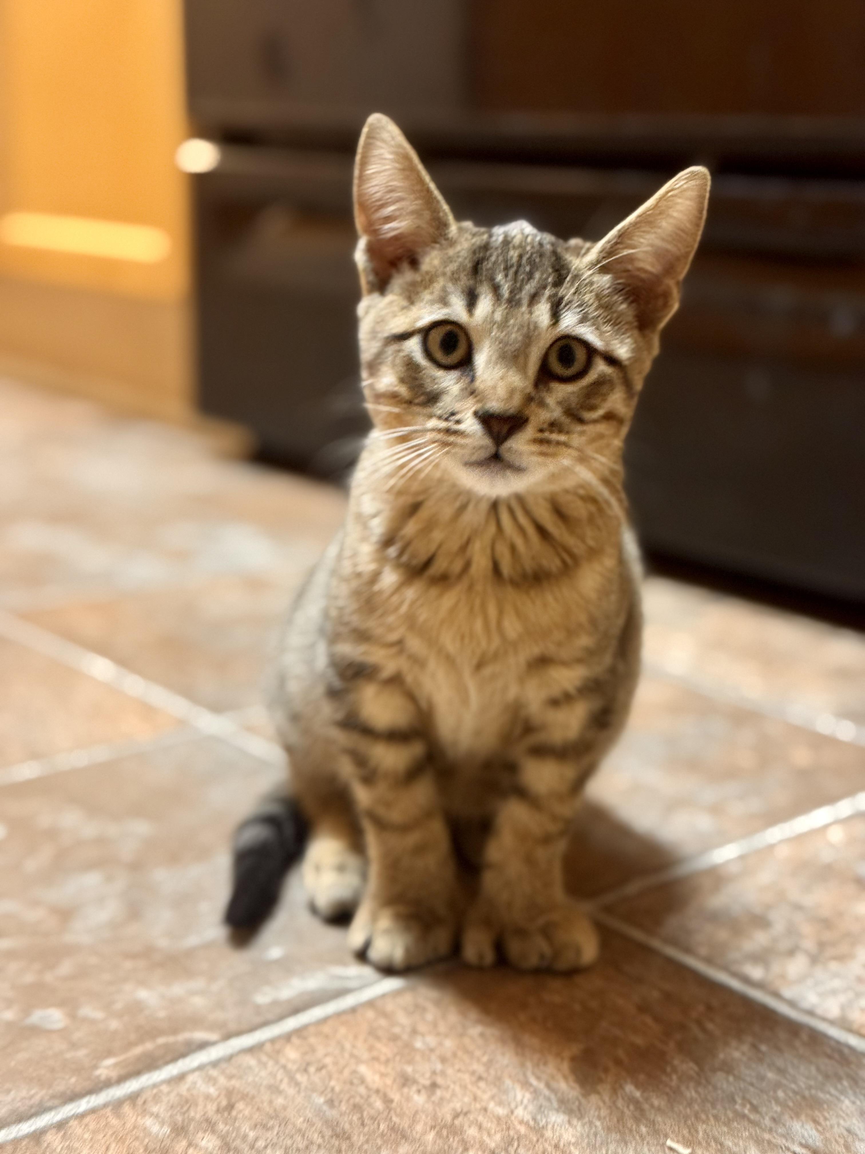 Enlarge Loki, a Adoptable mixed breed in Plantsville, CT image 3/6