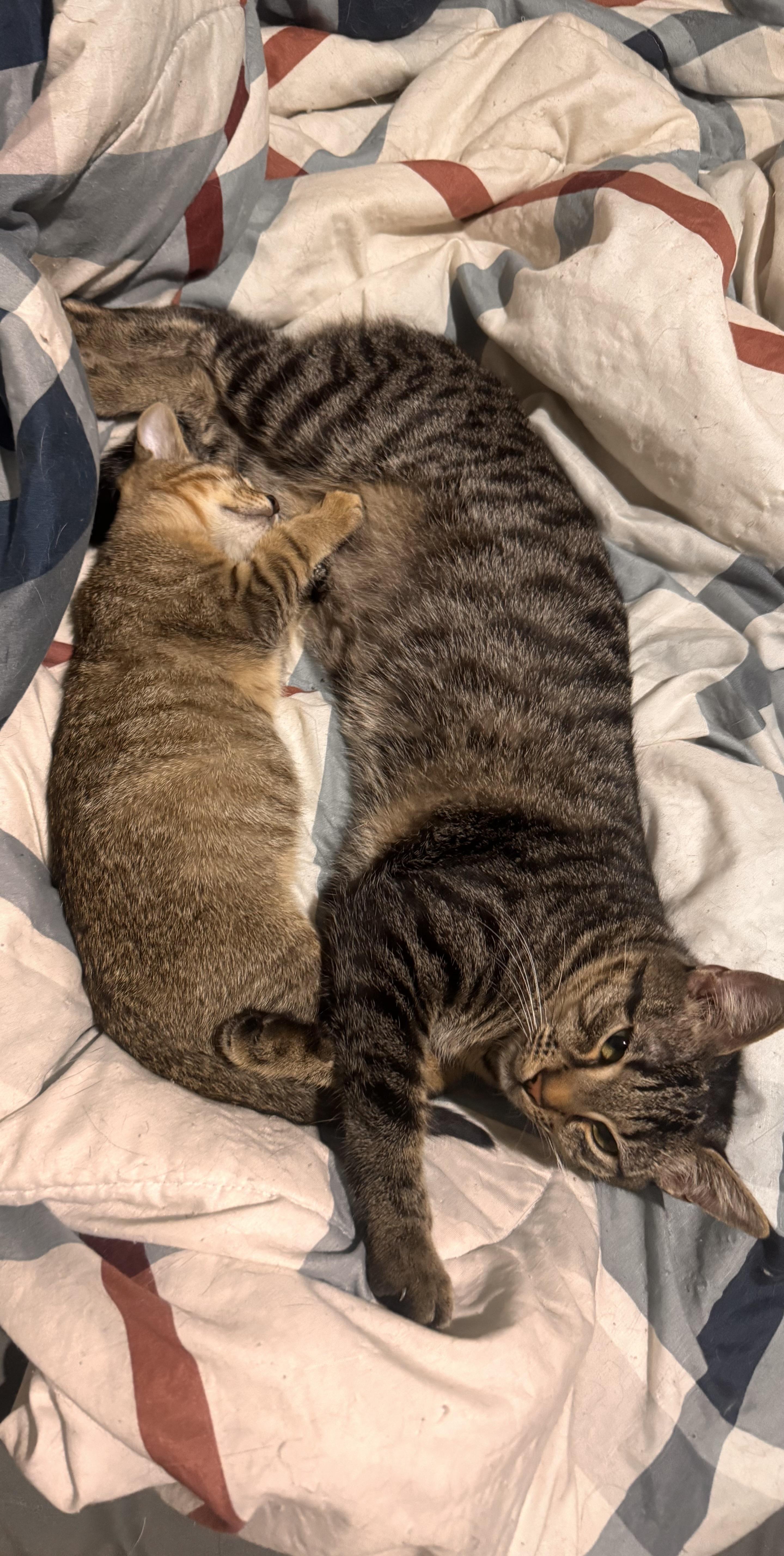 Enlarge Loki, a Adoptable mixed breed in Plantsville, CT image 5/6