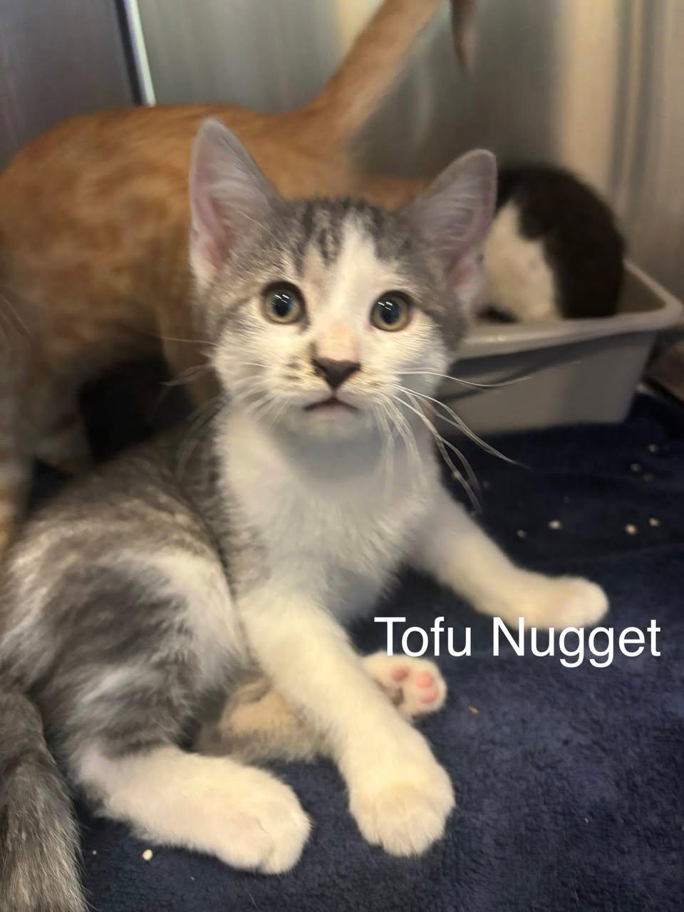 Tofu Nugget, ADOPTABLE, Young Male Domestic Short Hair.