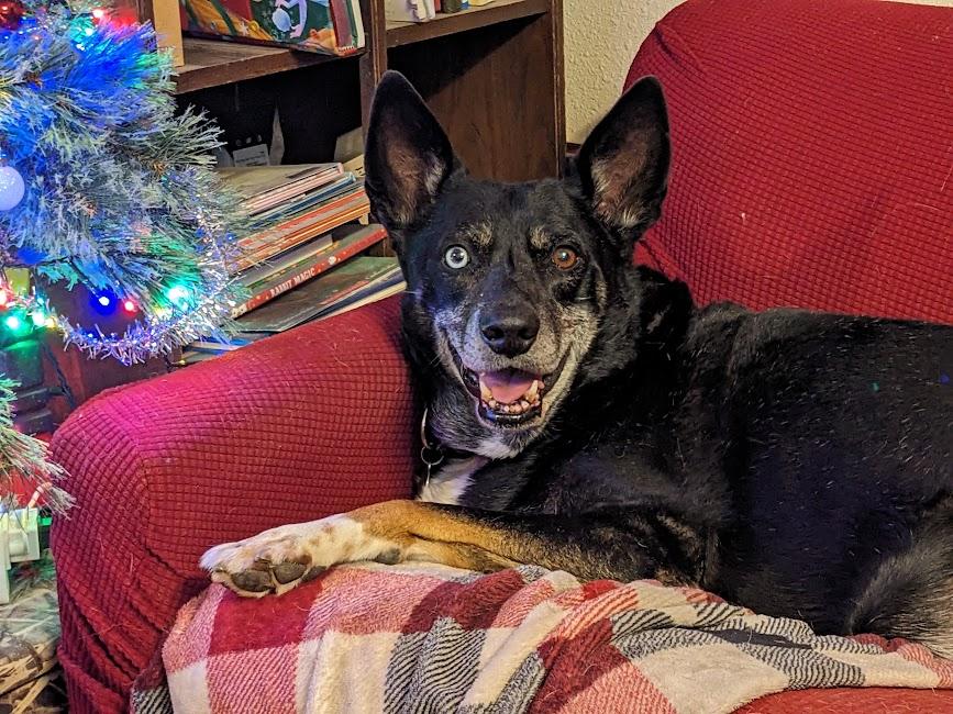 Chimichurri Sauce, a Adoptable mixed breed in Jackson, MN image 6/6