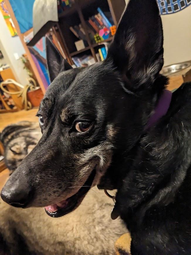 Chimichurri Sauce, a Adoptable mixed breed in Jackson, MN image 3/6