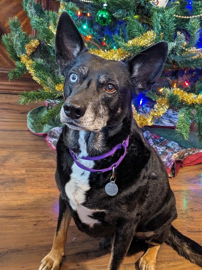 Chimichurri Sauce, a Adoptable mixed breed in Jackson, MN image 4/6