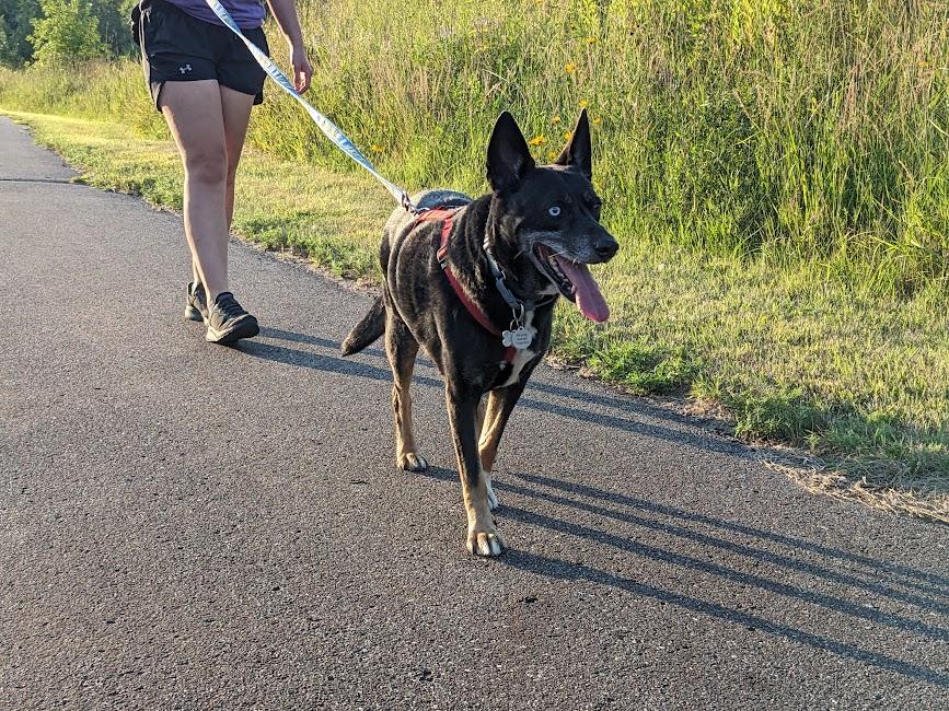 Chimichurri Sauce, a Adoptable mixed breed in Jackson, MN image 2/6