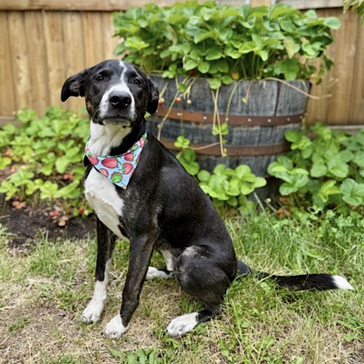 Django — thumbnail 2