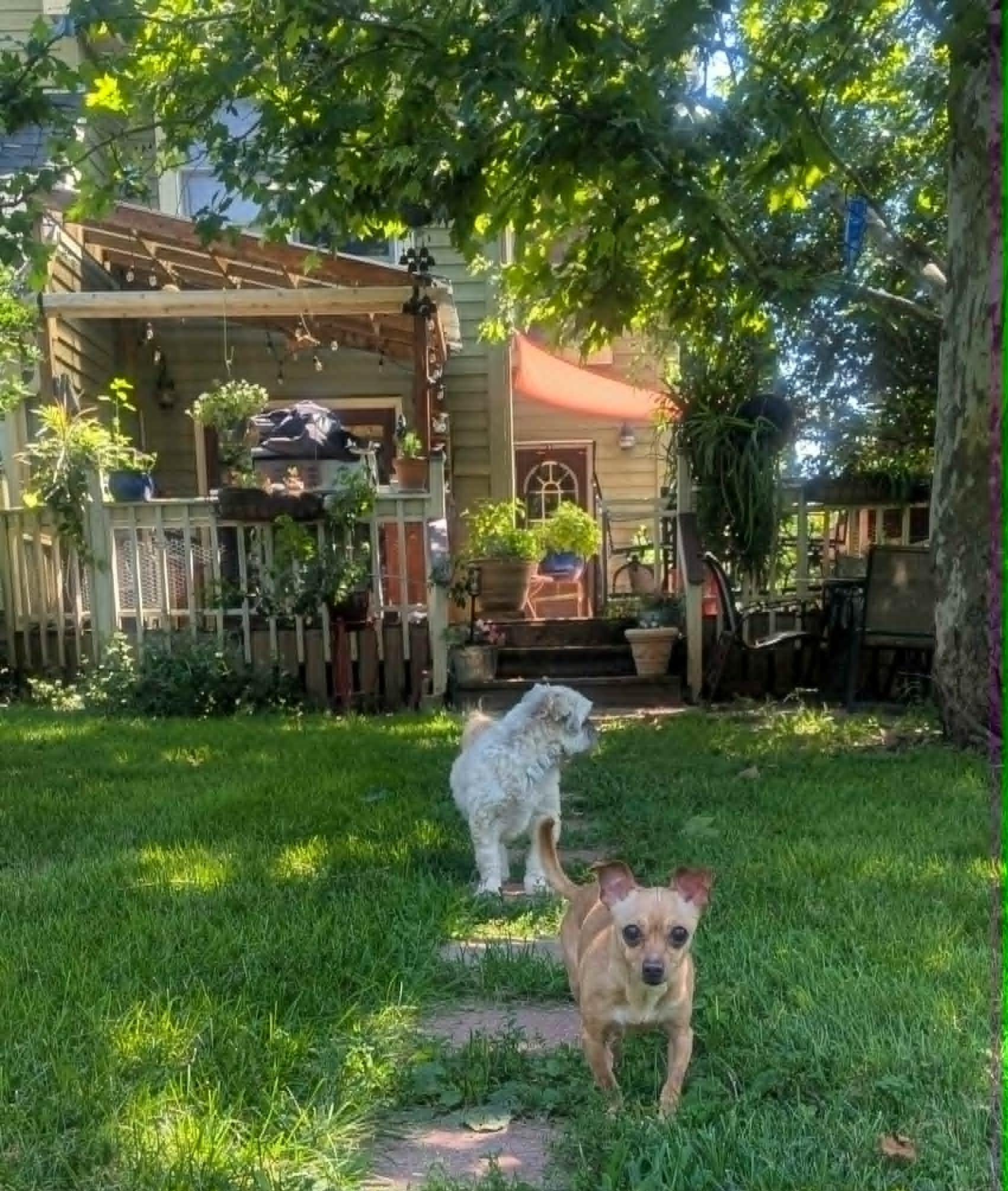 Enlarge Dusse-6 lbs., an adopted Chihuahua in Yorkville, IL image 3/5