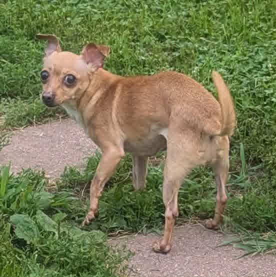 Enlarge Dusse-6 lbs., an adopted Chihuahua in Yorkville, IL image 2/5