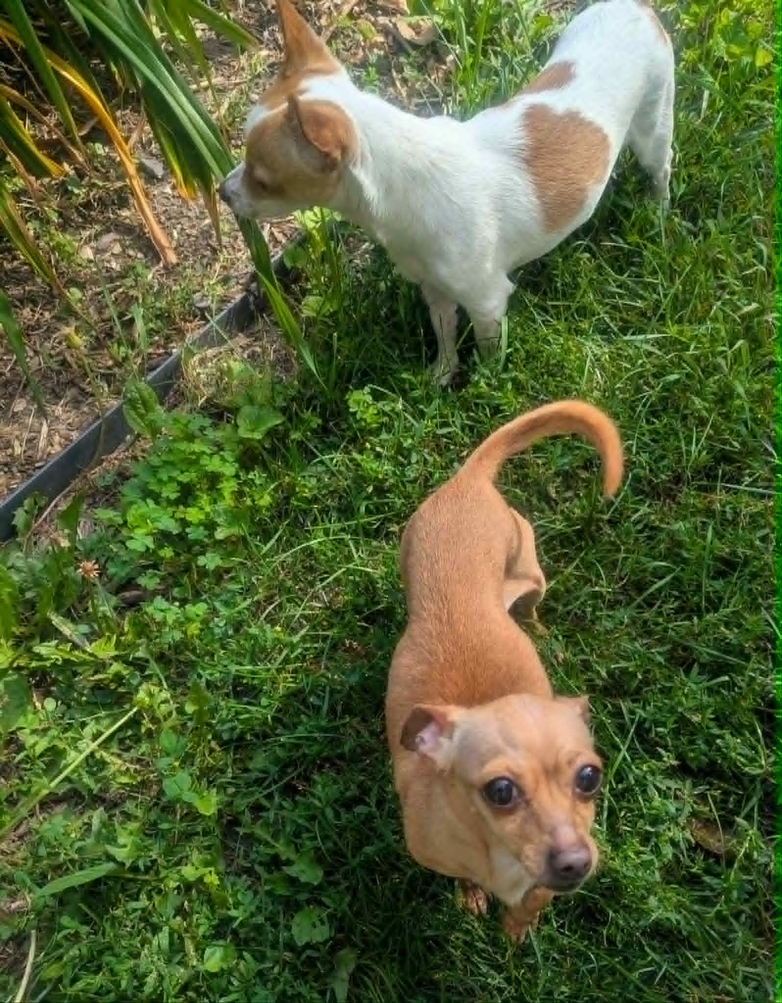 Enlarge Dusse-6 lbs., an adopted Chihuahua in Yorkville, IL image 5/5