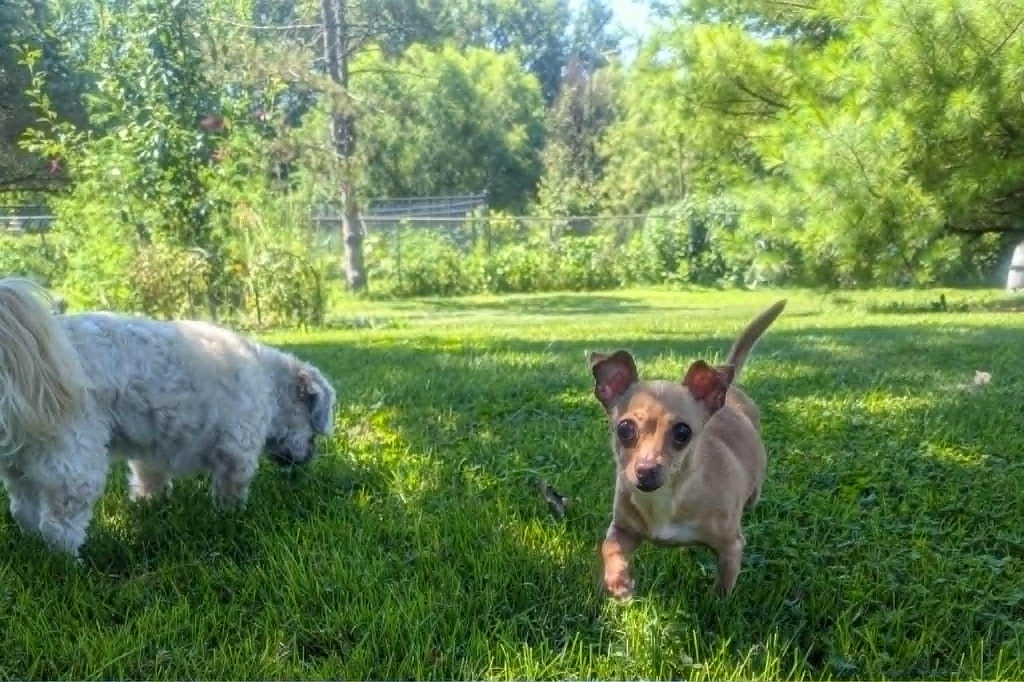 Enlarge Dusse-6 lbs., an adopted Chihuahua in Yorkville, IL image 4/5