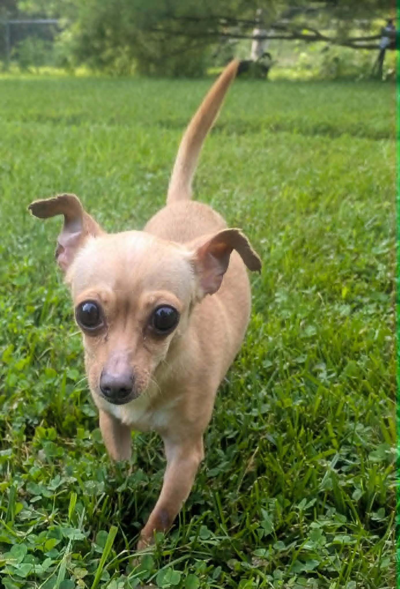 Dusse-6 lbs., adopted, Young Female Chihuahua.