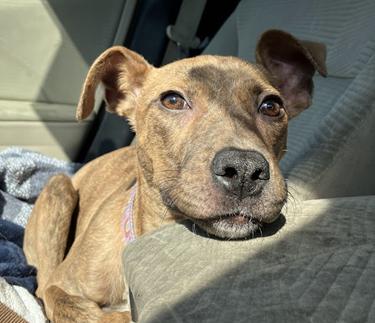 Arwen, Adoptable, Young Female Plott Hound & Pit Bull Terrier.