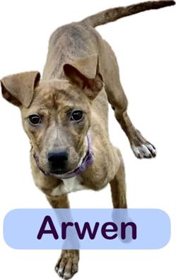 Arwen, a Adoptable mixed breed in Shreveport, LA image 2/2