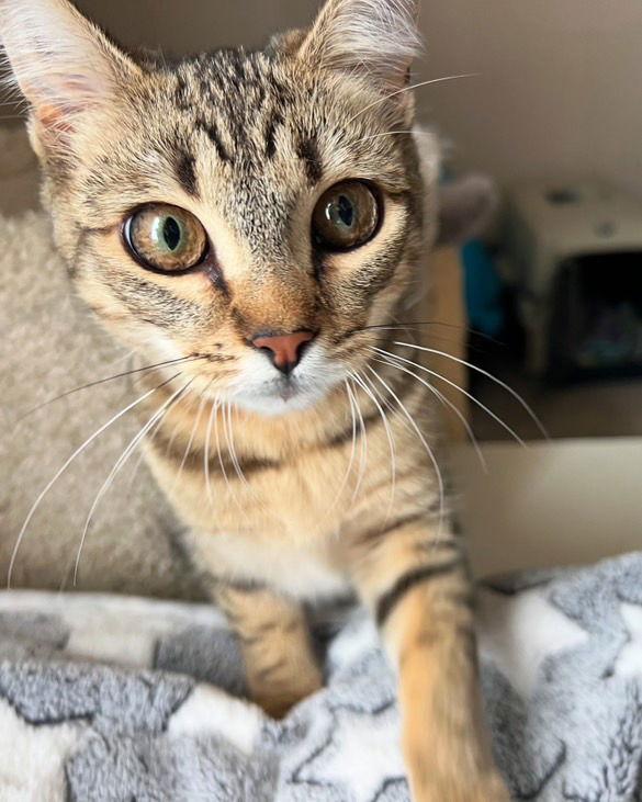 Enlarge Etta (&amp; Fluff), a Adoptable mixed breed in Castro Valley, CA image 2/3