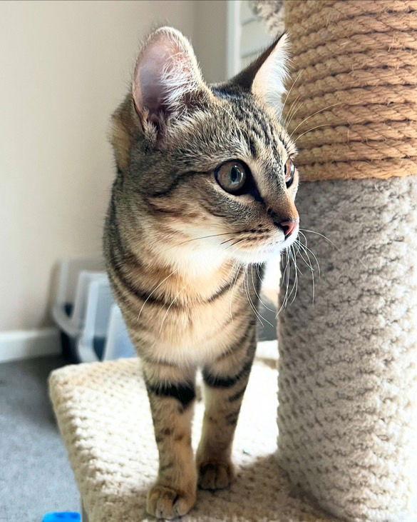 Enlarge Etta (&amp; Fluff), a Adoptable mixed breed in Castro Valley, CA image 3/3