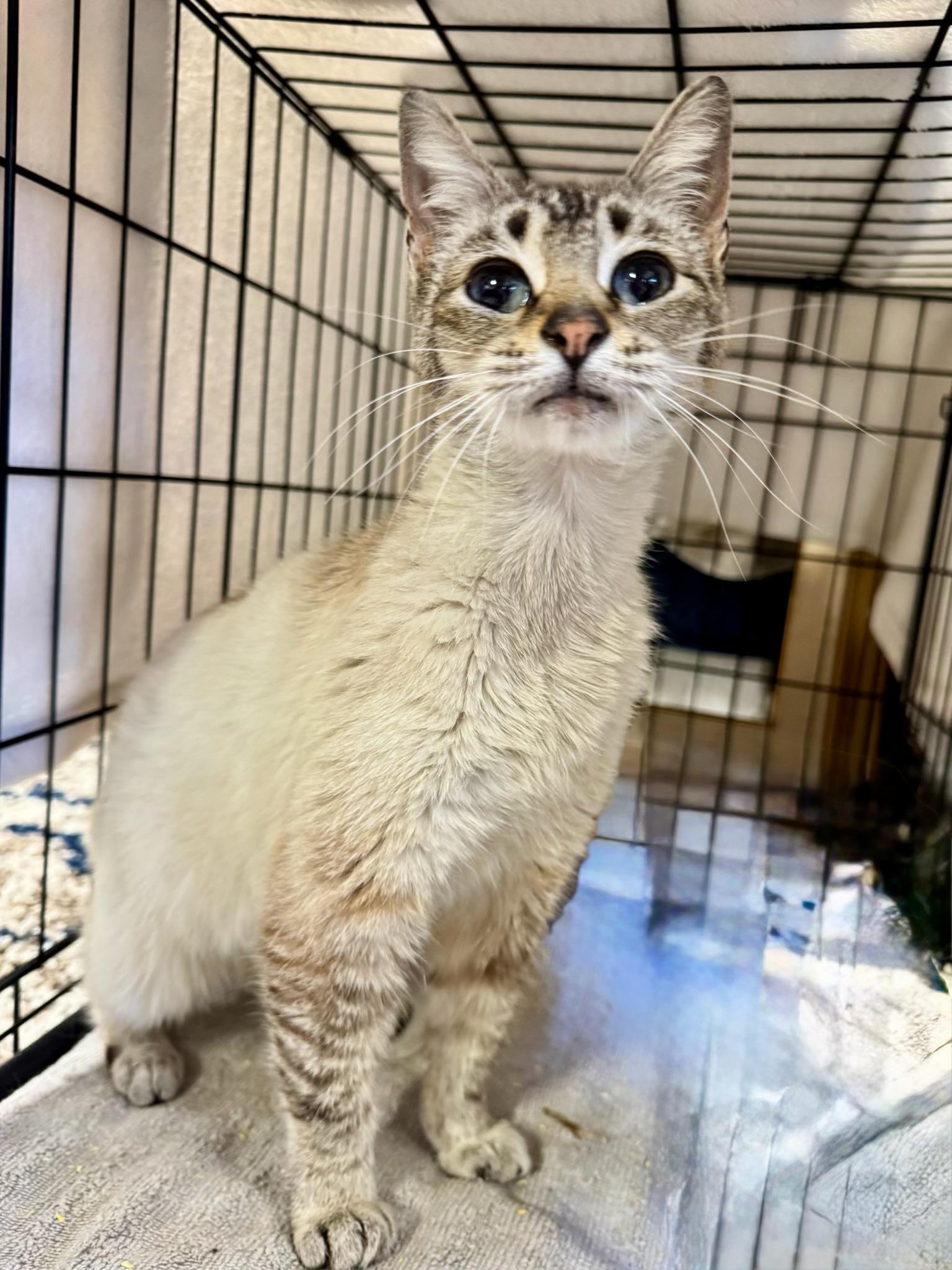 Opal, ADOPTABLE, Senior Female Siamese & Domestic Short Hair.