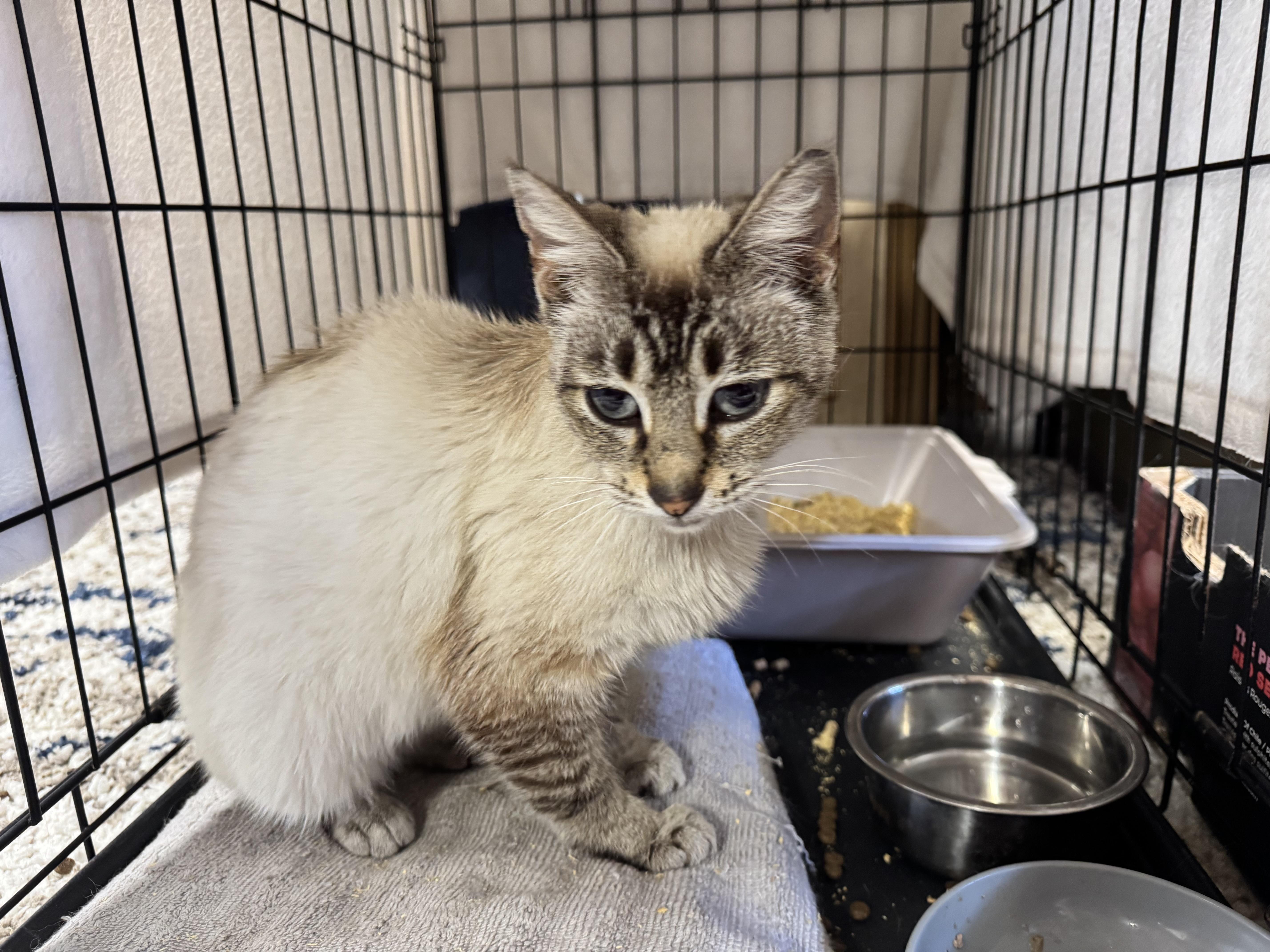 Enlarge Opal, a ADOPTABLE mixed breed in San Jose, CA image 4/4