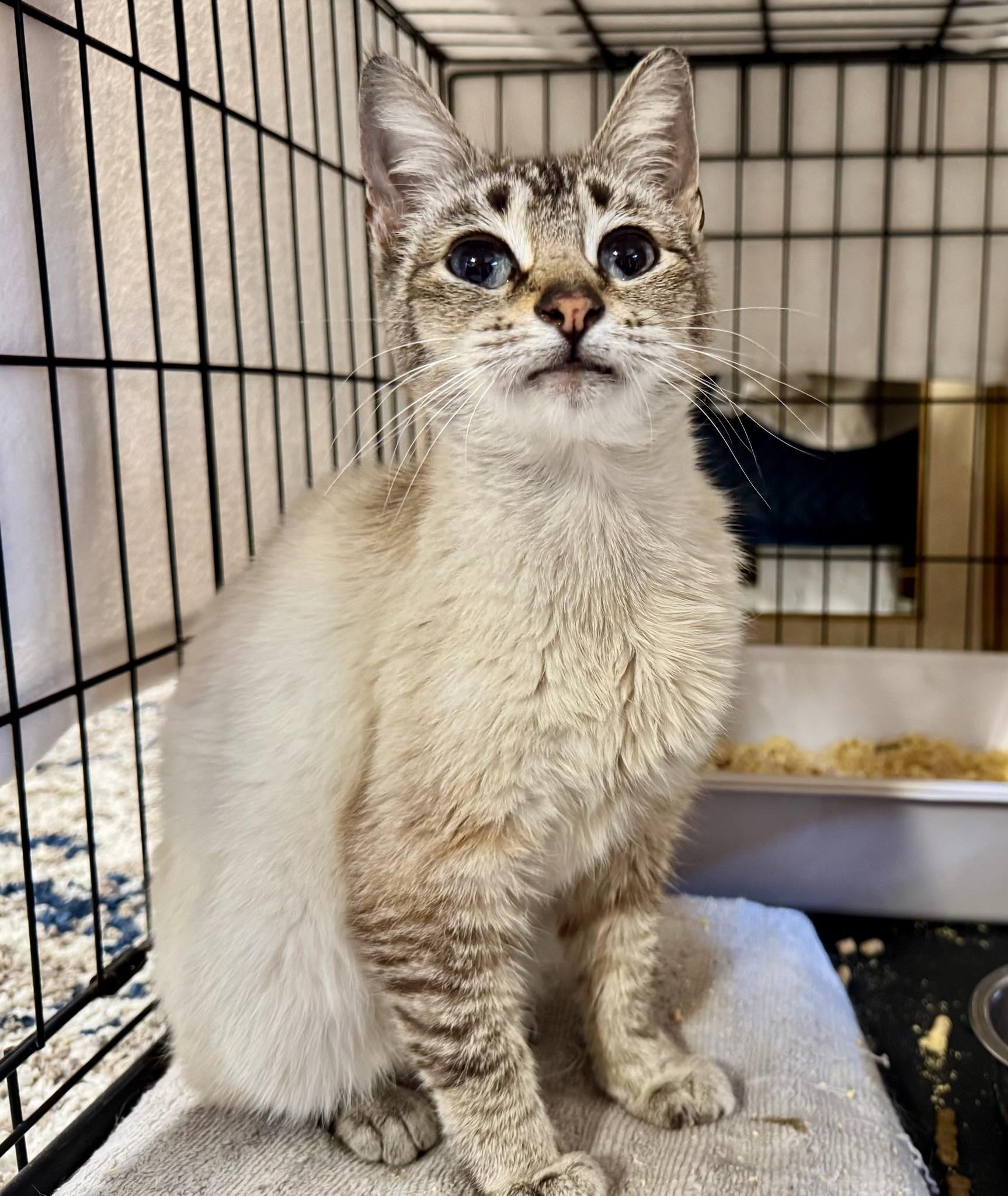 Enlarge Opal, a ADOPTABLE mixed breed in San Jose, CA image 3/4