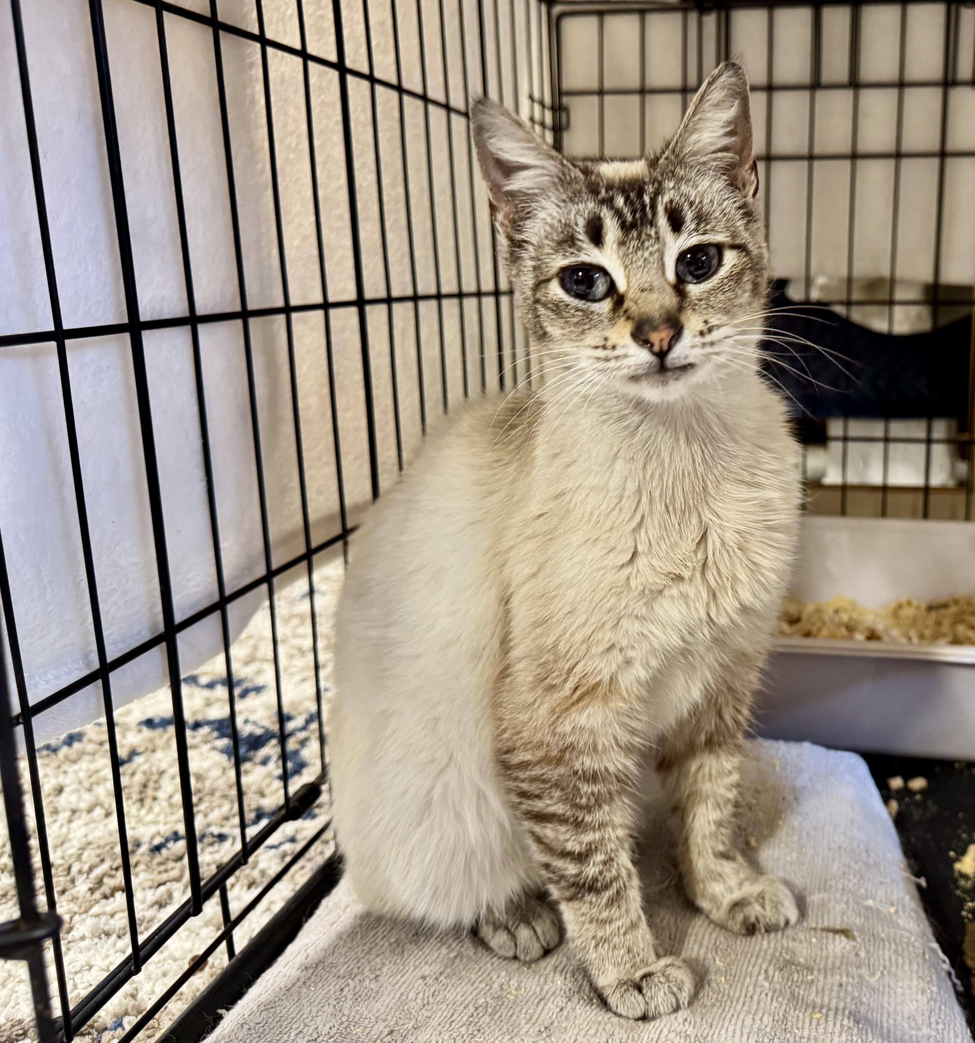 Enlarge Opal, a ADOPTABLE mixed breed in San Jose, CA image 2/4