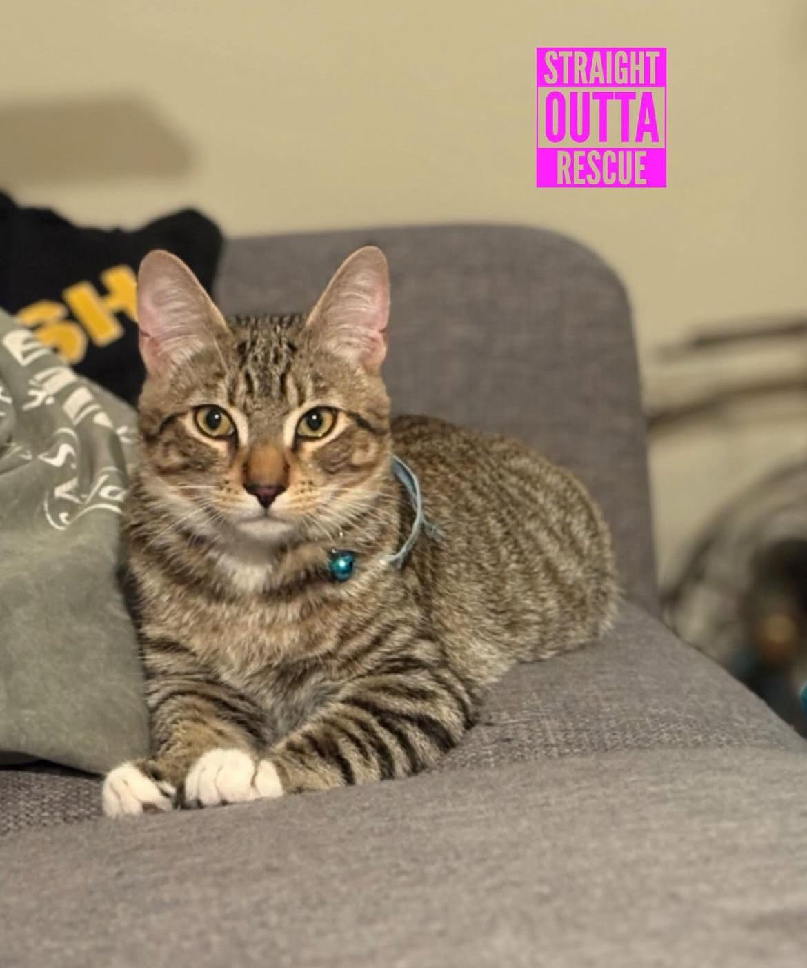 Enlarge Thistle, a Adoptable Tabby in Vancouver, BC image 2/6