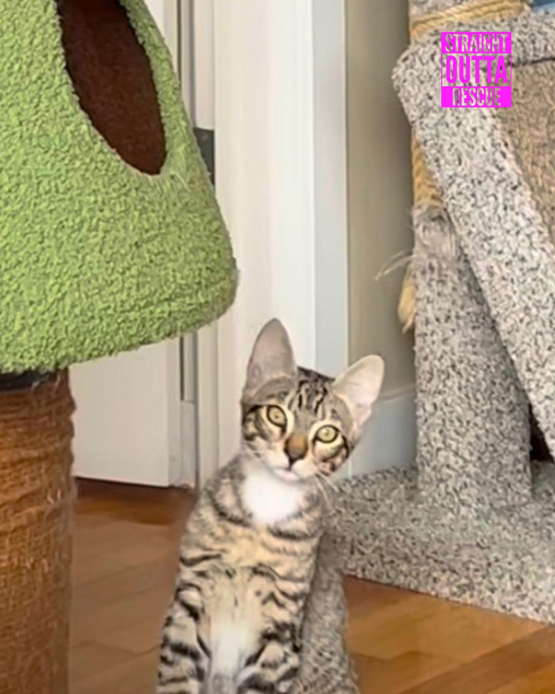 Enlarge Thistle, a Adoptable Tabby in Vancouver, BC image 5/6