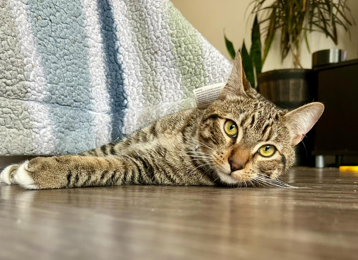 Thistle, a Adoptable Tabby in Vancouver, BC image 1/6