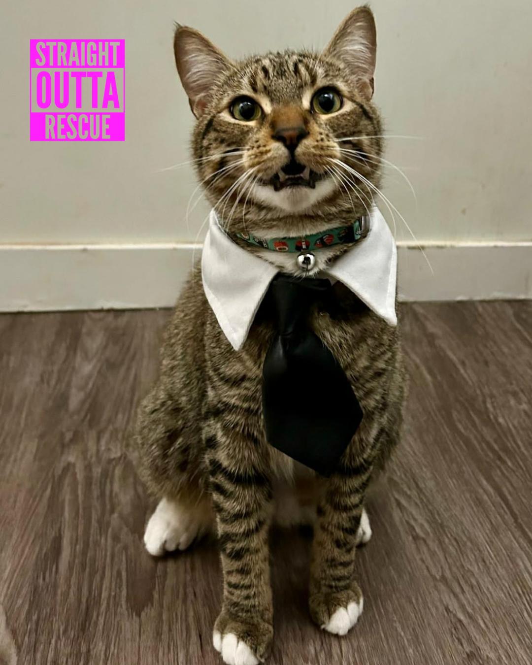 Thistle, Adoptable, Young Male Tabby.