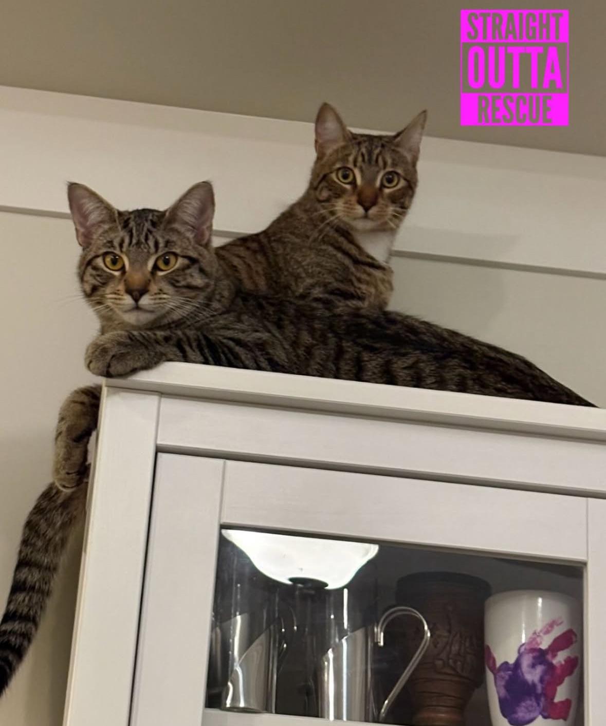 Enlarge Thistle, a Adoptable Tabby in Vancouver, BC image 5/6