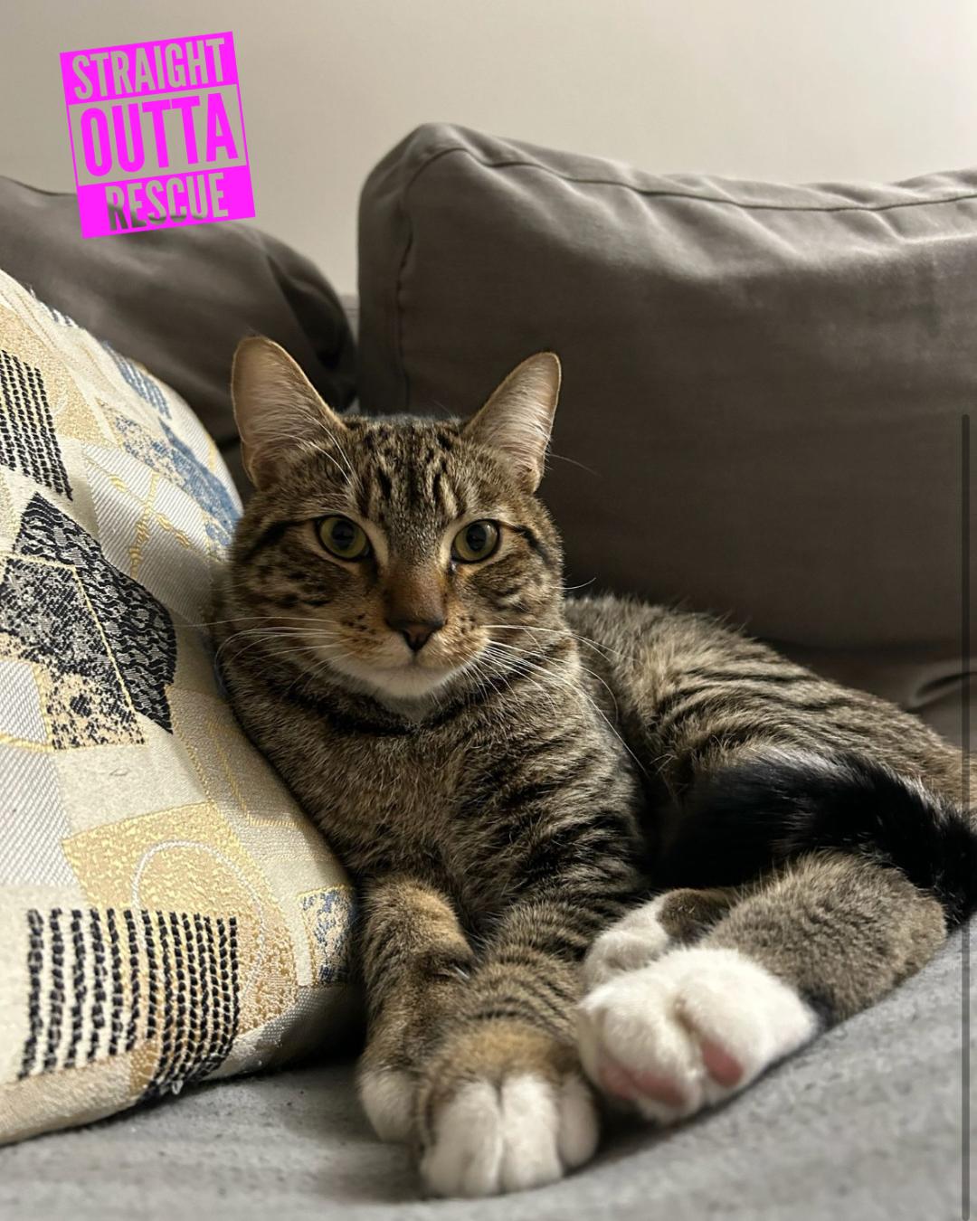 Thistle, a Adoptable Tabby in Vancouver, BC image 5/6