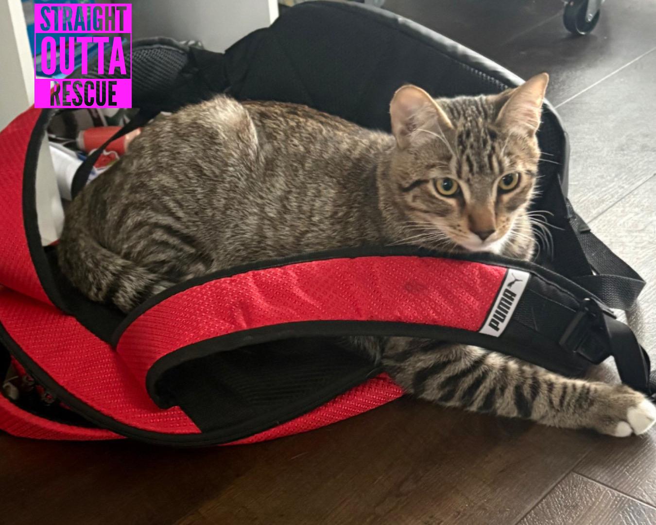 Enlarge Thistle, a Adoptable Tabby in Vancouver, BC image 6/6