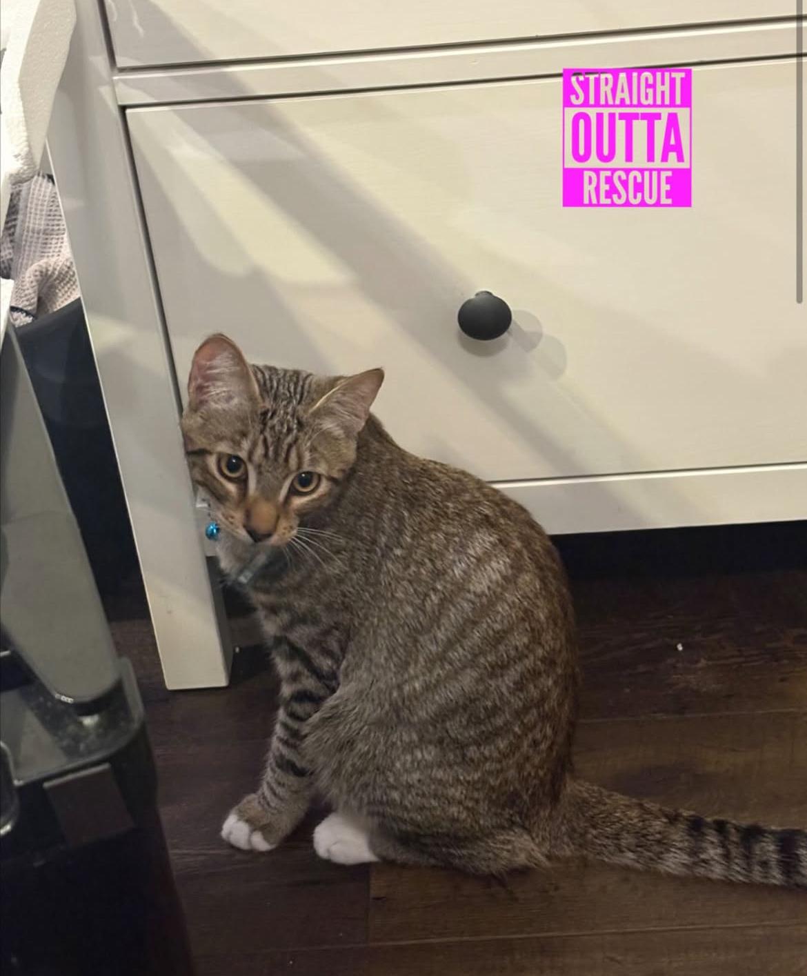 Enlarge Thistle, a Adoptable Tabby in Vancouver, BC image 4/6