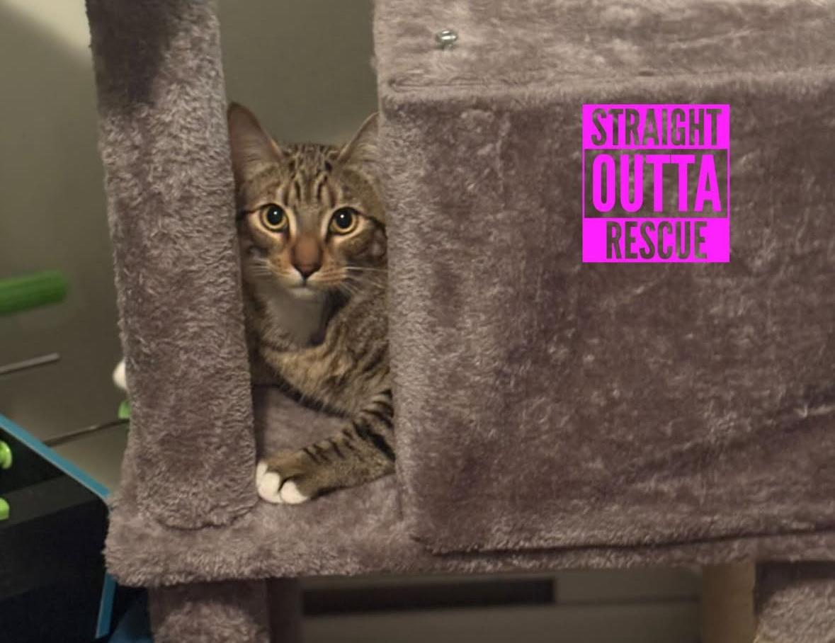 Enlarge Thistle, a Adoptable Tabby in Vancouver, BC image 4/6