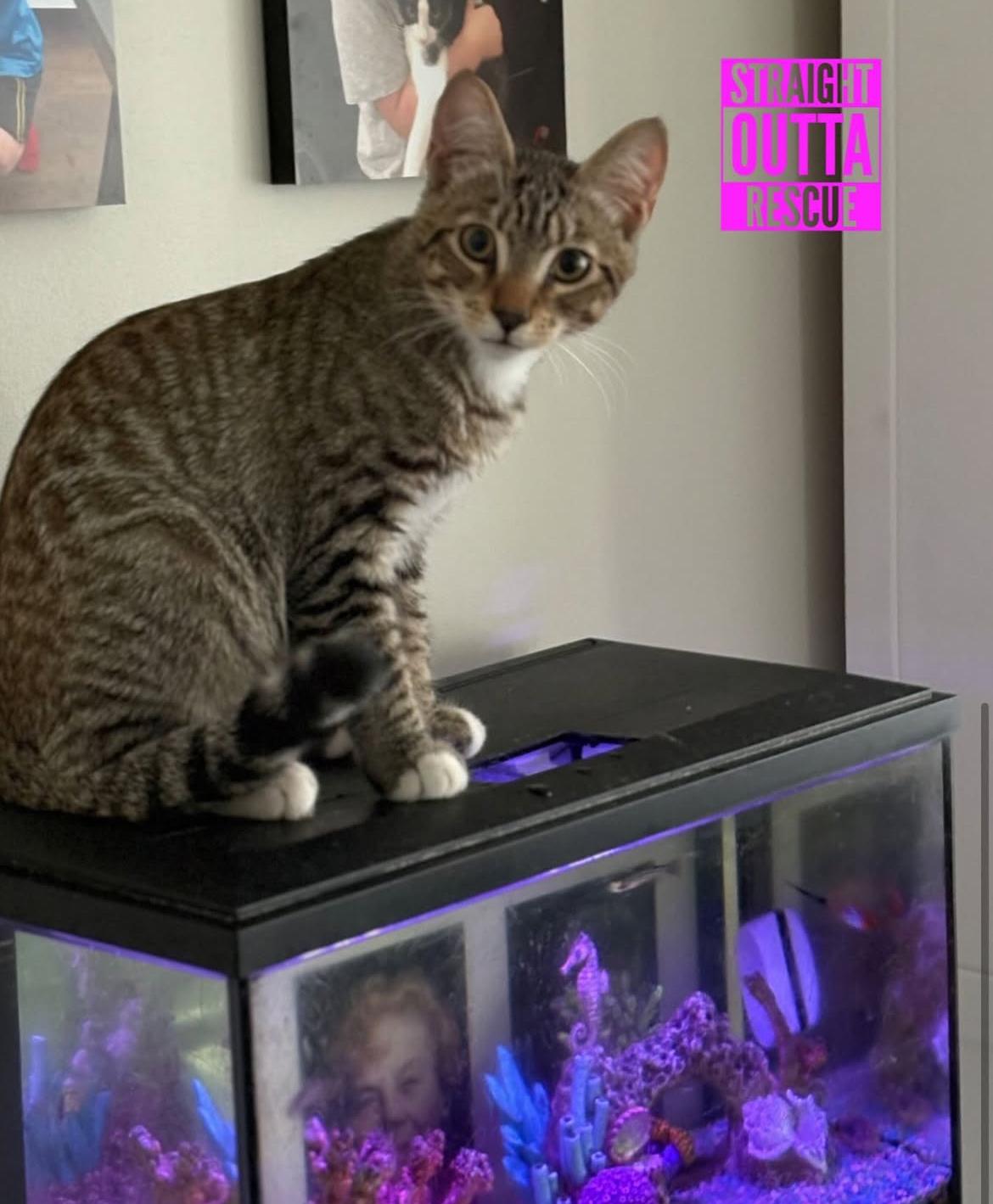 Enlarge Thistle, a Adoptable Tabby in Vancouver, BC image 3/6