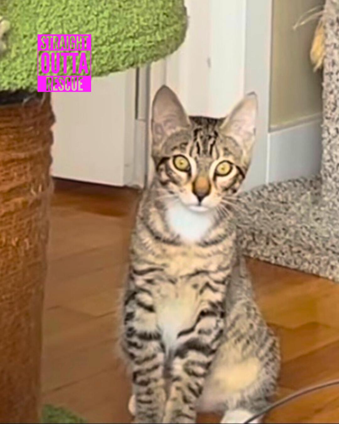 Thistle, Adoptable, Kitten Male Tabby.