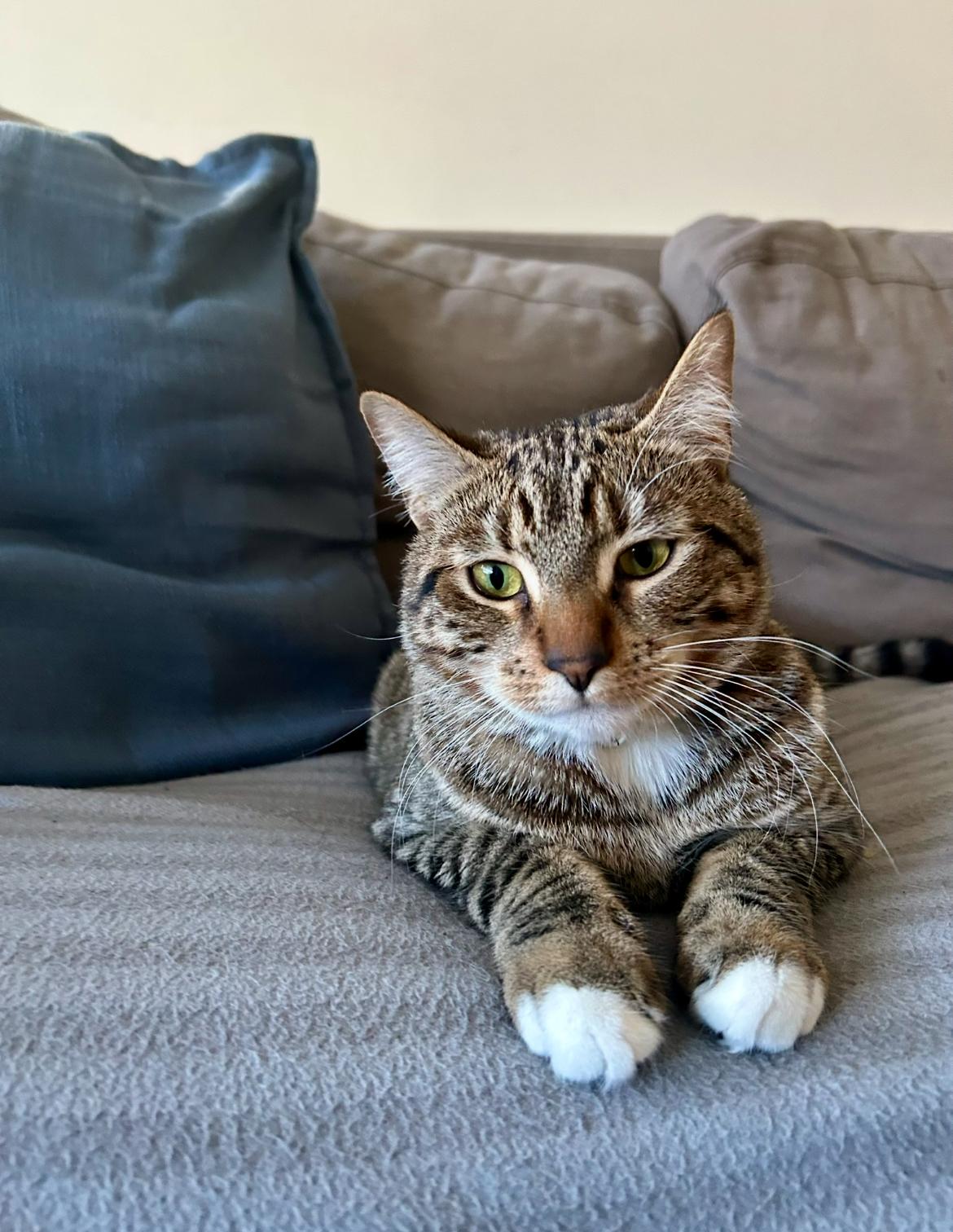 Thistle, a Adoptable Tabby in Vancouver, BC image 6/6