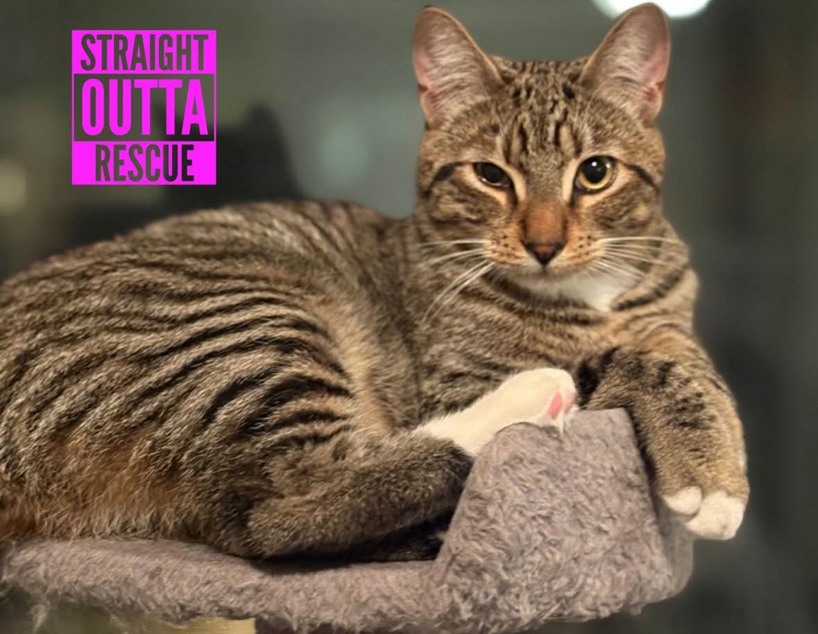 Enlarge Thistle, a Adoptable Tabby in Vancouver, BC image 1/6