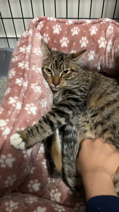 Enlarge Thistle, a Adoptable Tabby in Vancouver, BC video 4/6