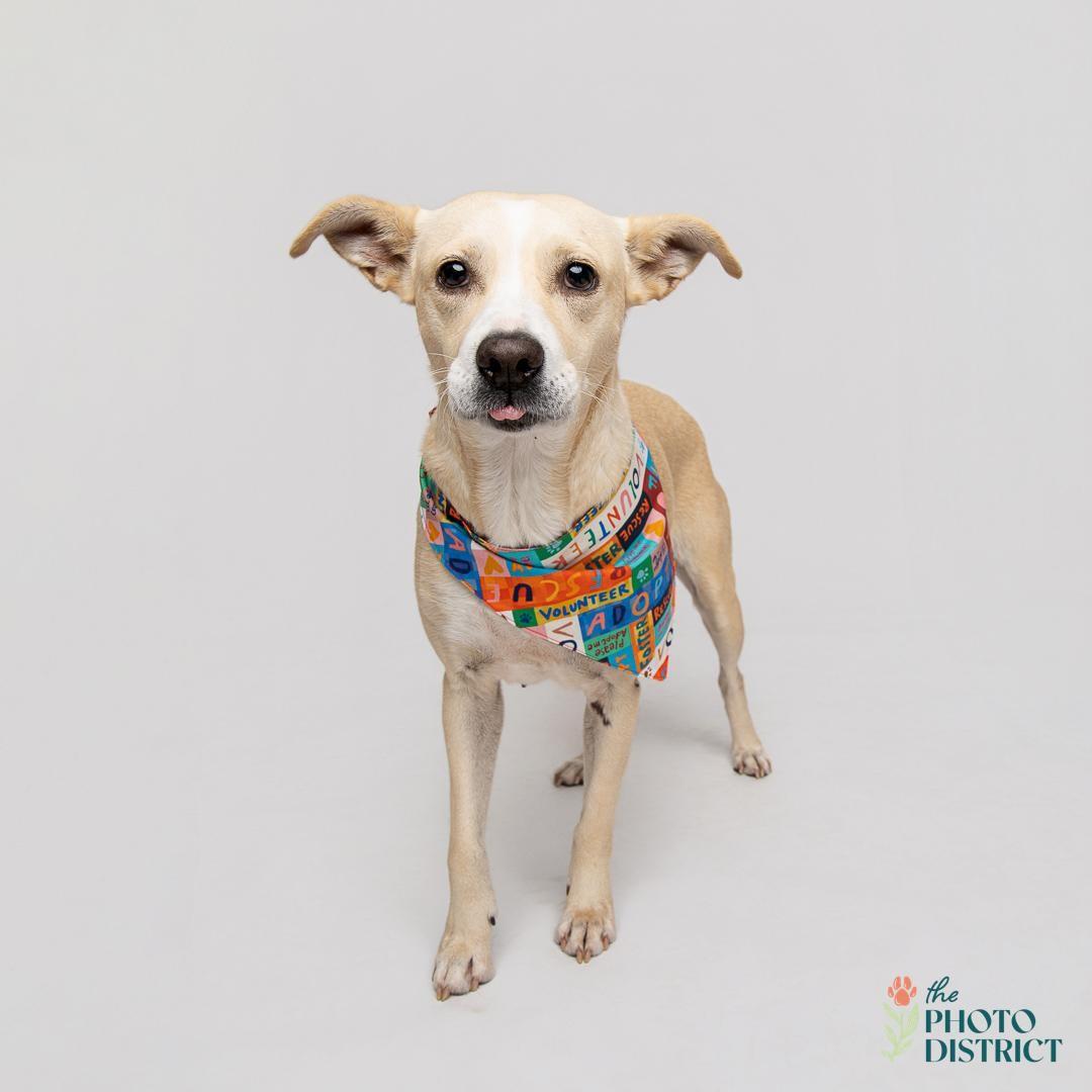 Dakota, Adoptable, Adult Female Carolina Dog & Labrador Retriever.