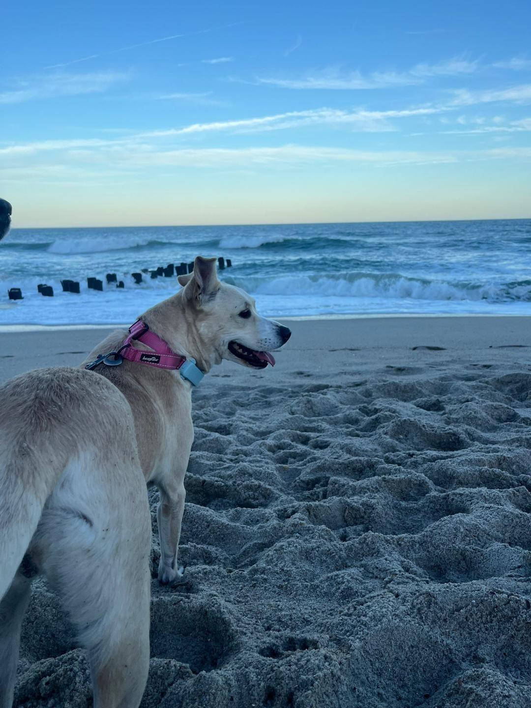 Dakota, a Adoptable mixed breed in Wilmington, NC image 2/6