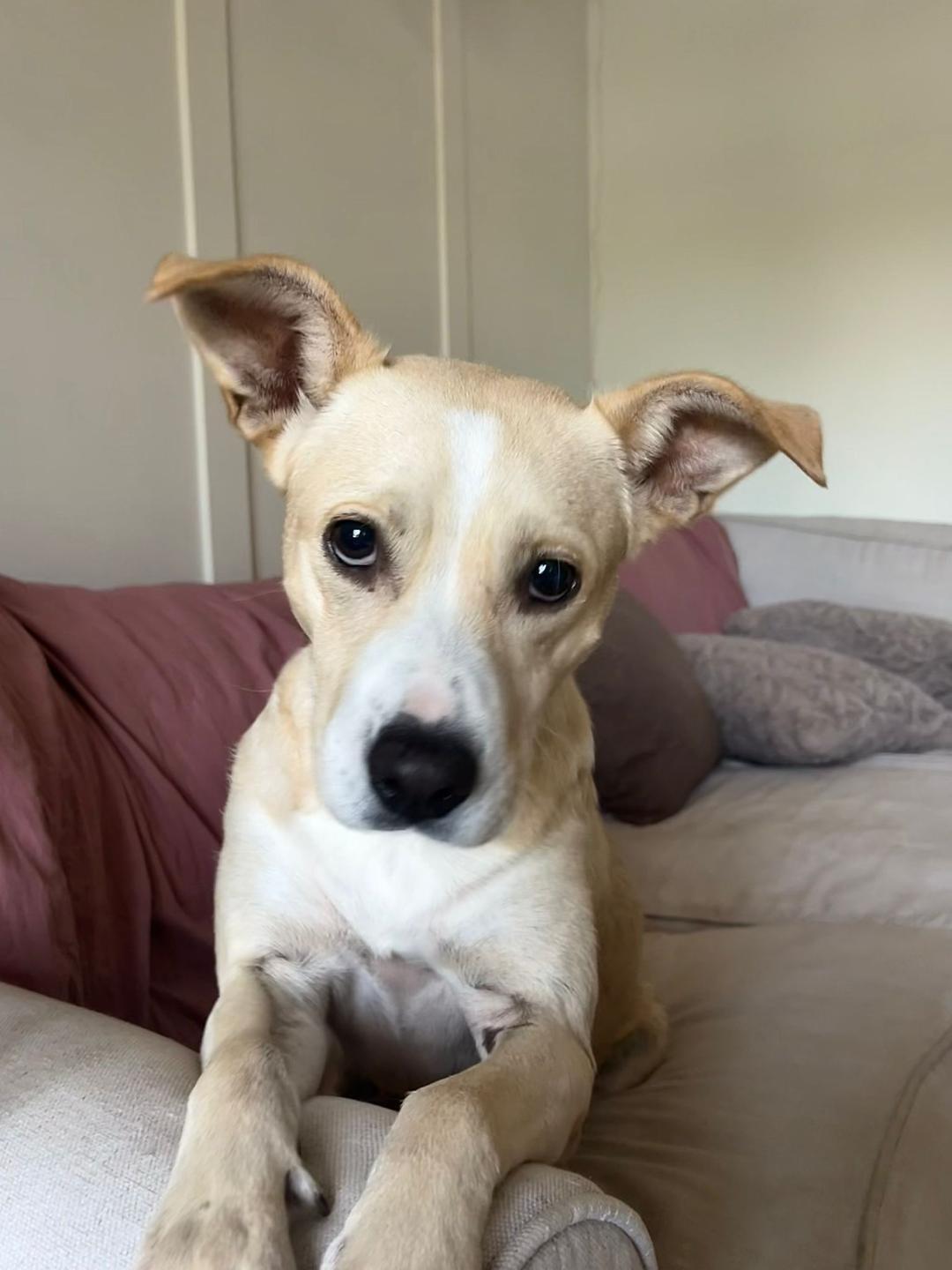 Dakota, a Adoptable mixed breed in Wilmington, NC image 4/6