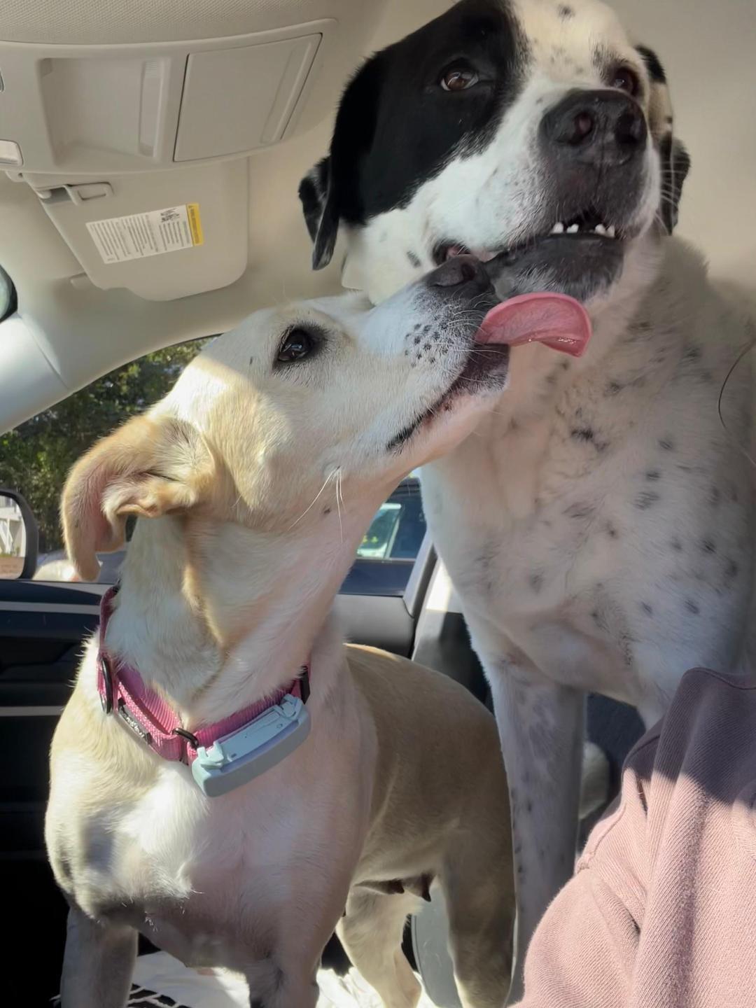 Dakota, a Adoptable mixed breed in Wilmington, NC image 5/6