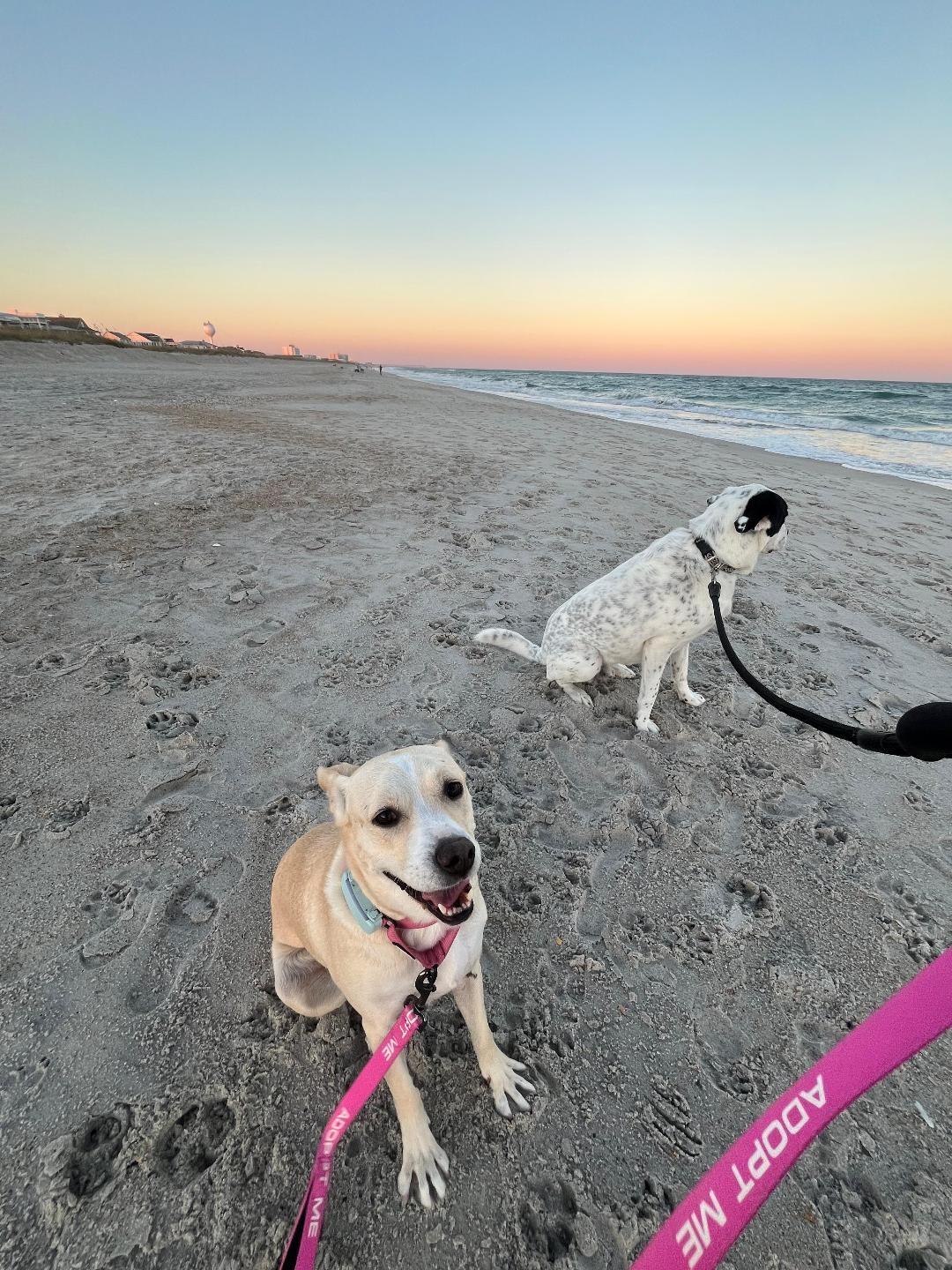 Dakota, a Adoptable mixed breed in Wilmington, NC image 6/6