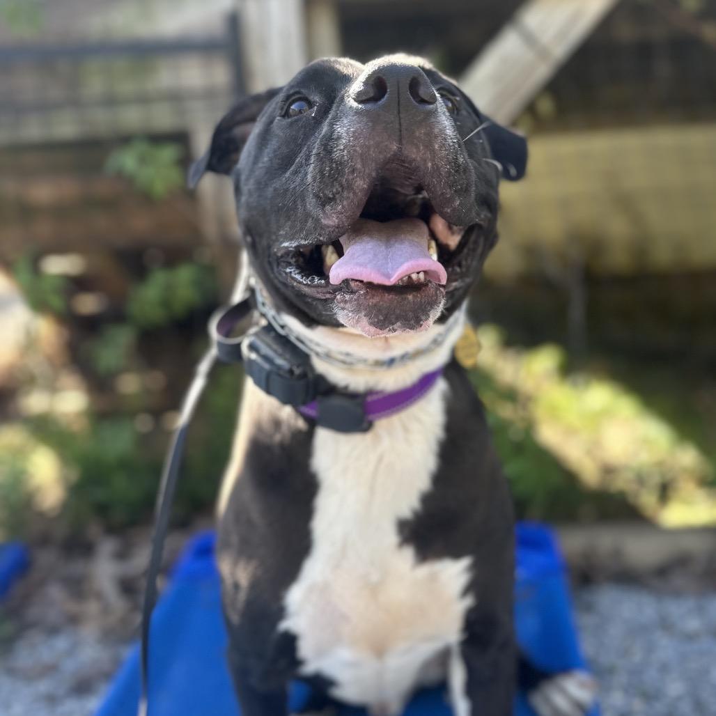 Enlarge Durham, a Adoptable Mixed Breed in Durham, NC image 1/6