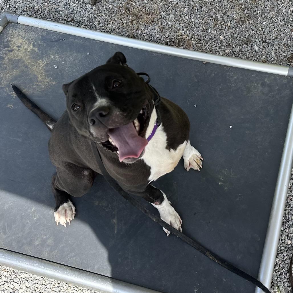 Enlarge Durham, a Adoptable Mixed Breed in Durham, NC image 2/6