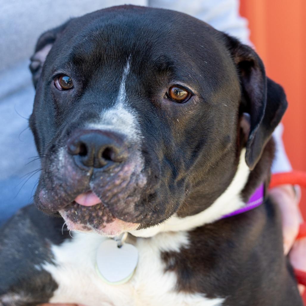 Enlarge Durham, a Adoptable Mixed Breed in Durham, NC image 3/6